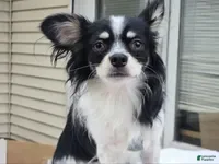 Pomchi dogs Bamboo (Tri LH) [Neutered} - Ad 5