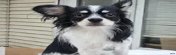 Pomchi dogs for sale: Bamboo (Tri LH) [Neutered} - Ad 1