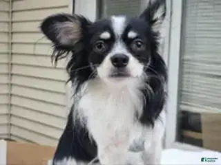 Pomchi dogs Bamboo (Tri LH) [Neutered} - Ad 4