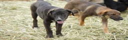 Mixed Breed dogs for sale: Bear Tiscar Farm Dog - Ad 29