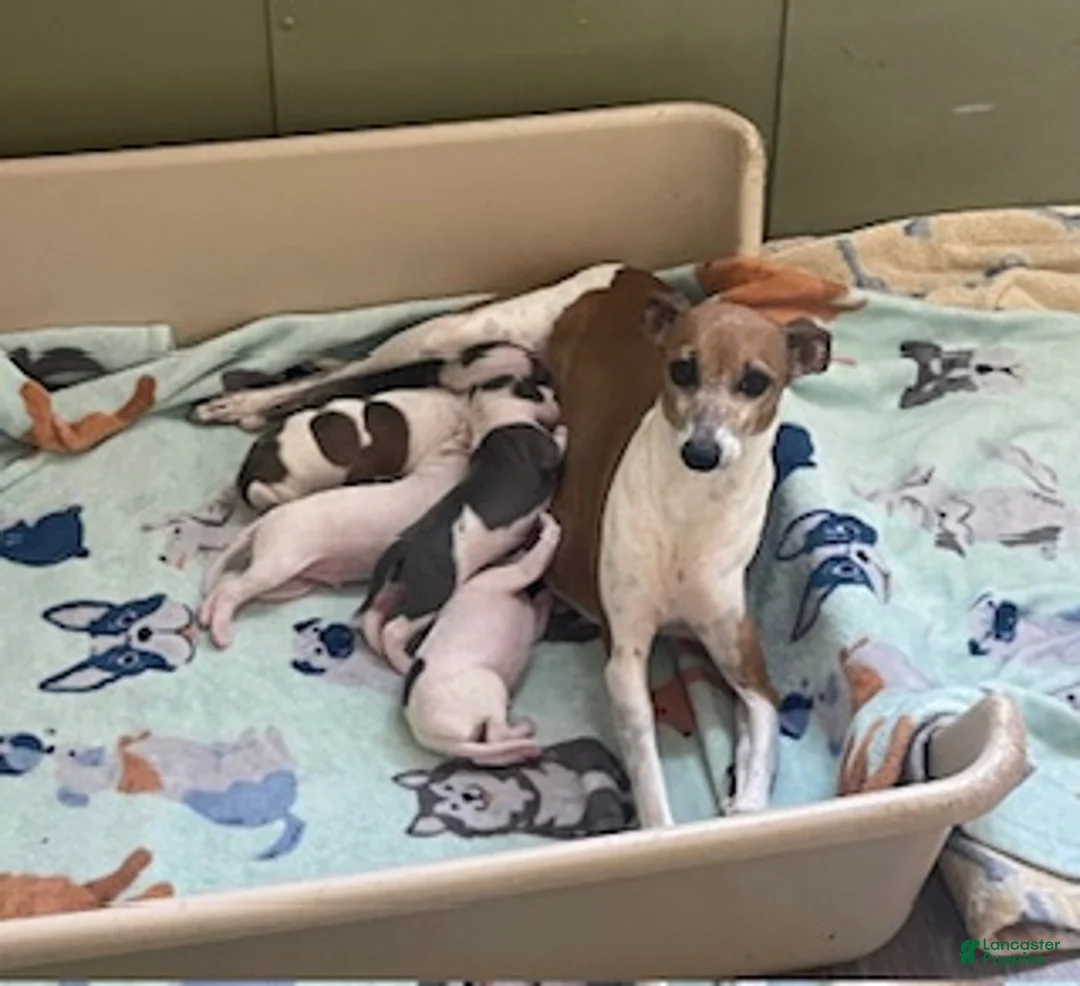 Italian Greyhound dogs for sale: Italian Greyhound Puppy 1 - Ad 6