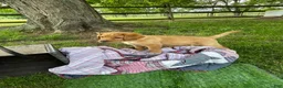 Labrador Retriever dogs for sale: Black Collar Batman - Ad 4