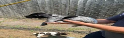 German Shorthaired Pointer dogs for sale: Daisy - Ad 4