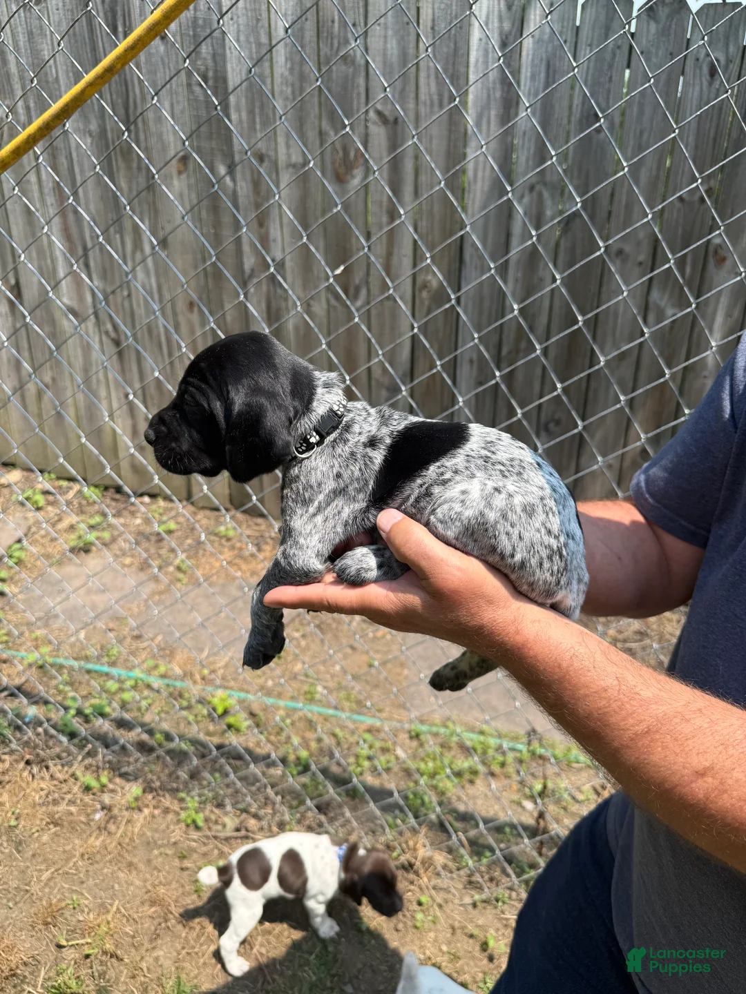 German Shorthaired Pointer dogs for sale: Daisy - Ad 4