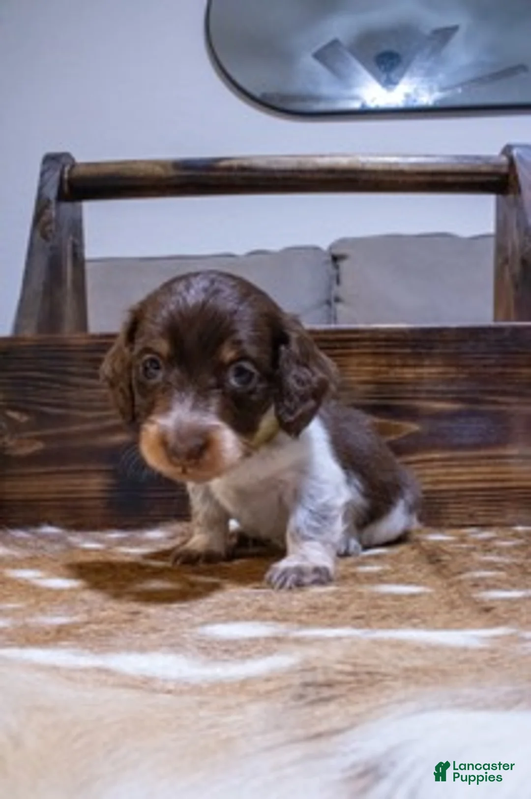Miniature Dachshund dogs for sale: Miniature Dachshund Yellow - Ad 2
