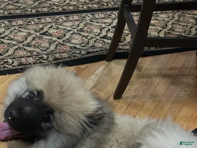 Keeshond dogs for sale: Mickey - Ad 32