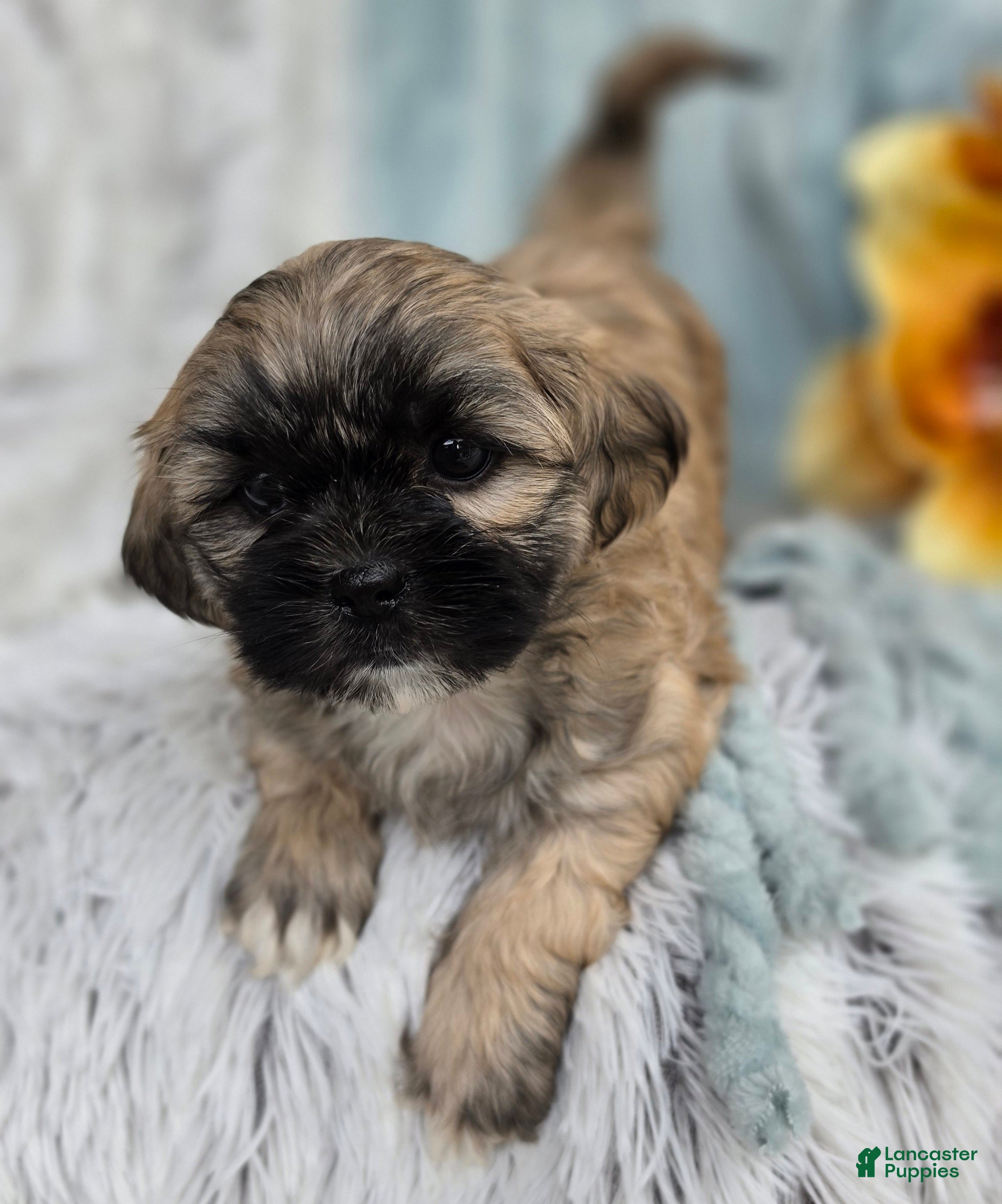 Shihpoo dogs Toffee - Ad 2
