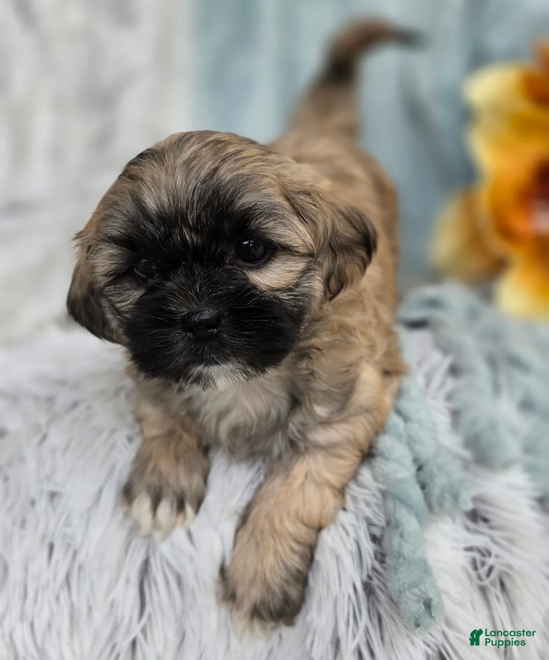 Shihpoo dogs for sale: Toffee - Ad 2