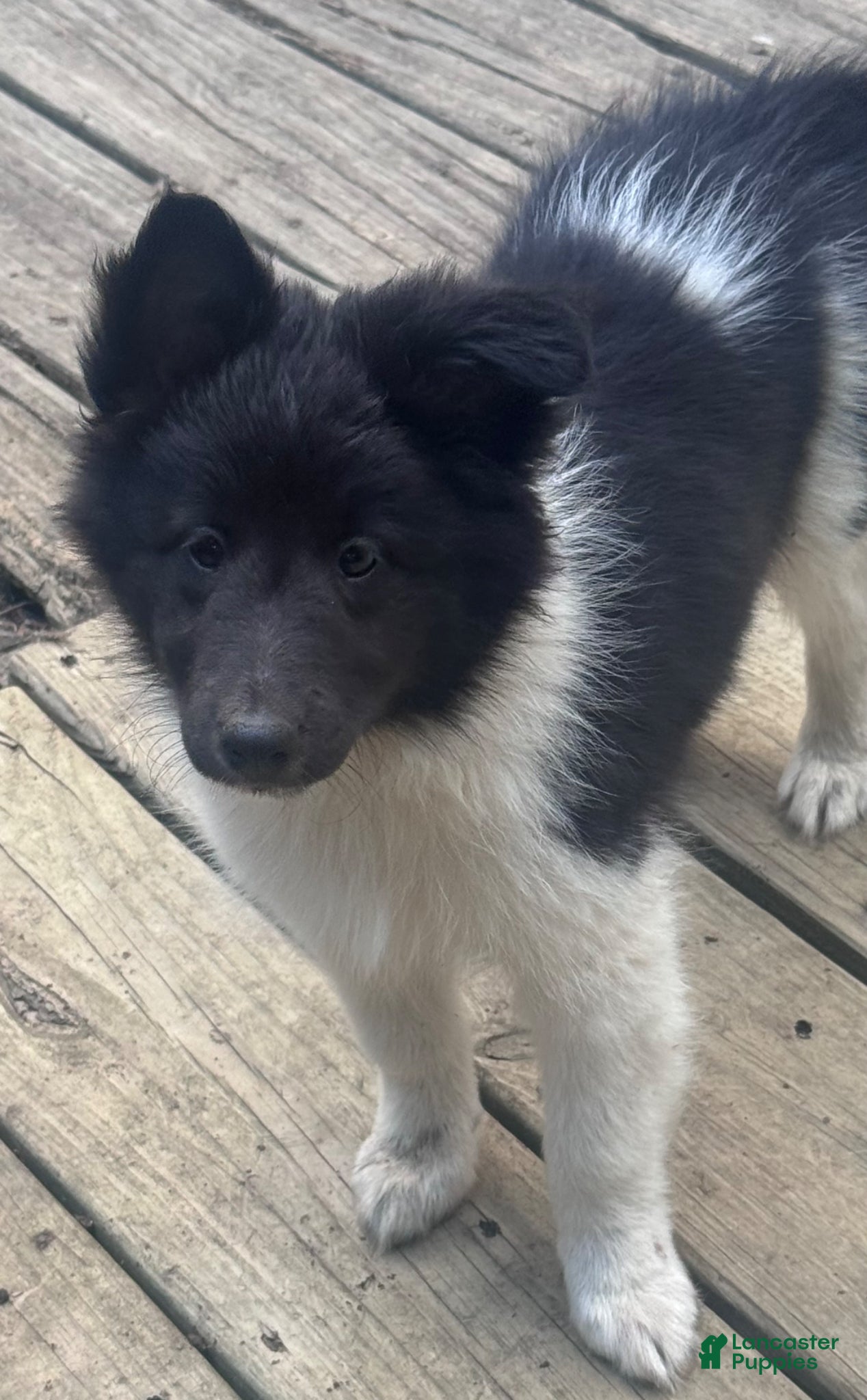 Shetland Sheepdog dogs Shetland Sheepdog- Panda - Ad 24