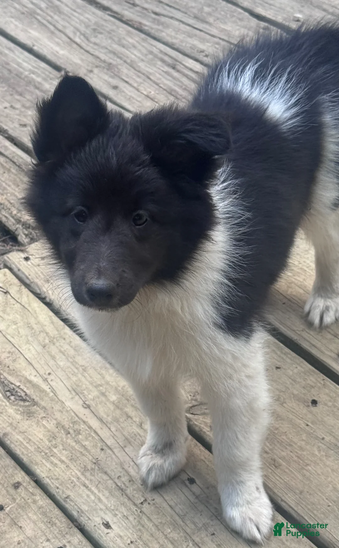Shetland Sheepdog dogs for sale: Shetland Sheepdog- Panda - Ad 1