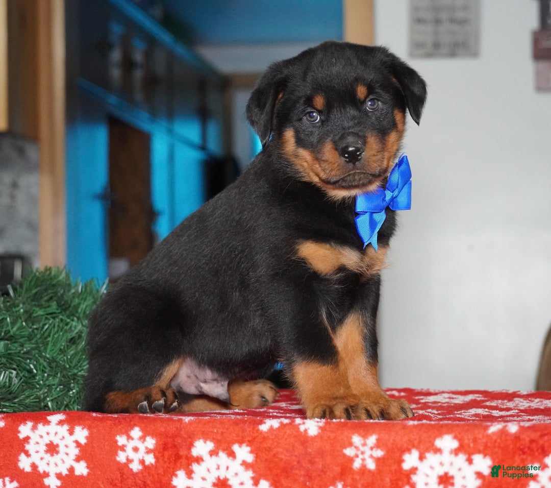 Rottweiler dogs for sale: Duke - Ad 2
