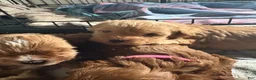 Shihpoo dogs for sale: Leo  - Ad 13
