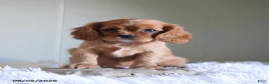 Heidi