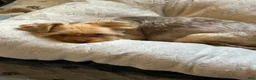 Yorkshire Terrier dogs for sale: Mozi - Ad 10