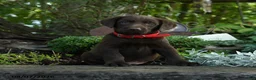 Labrador Retriever dogs for sale: Tiny - Ad 3