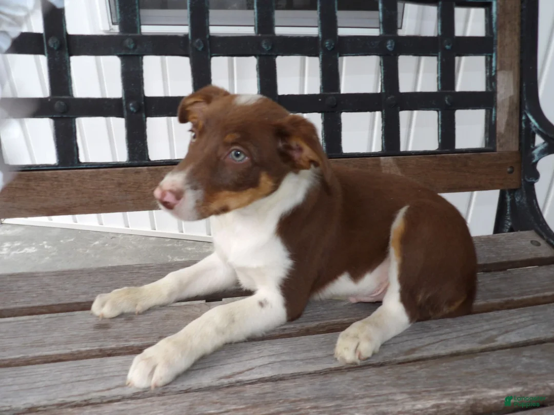 Gallery Image {{count}}