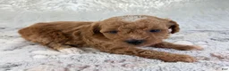Toy Poodle dogs for sale: Willa - Ad 6