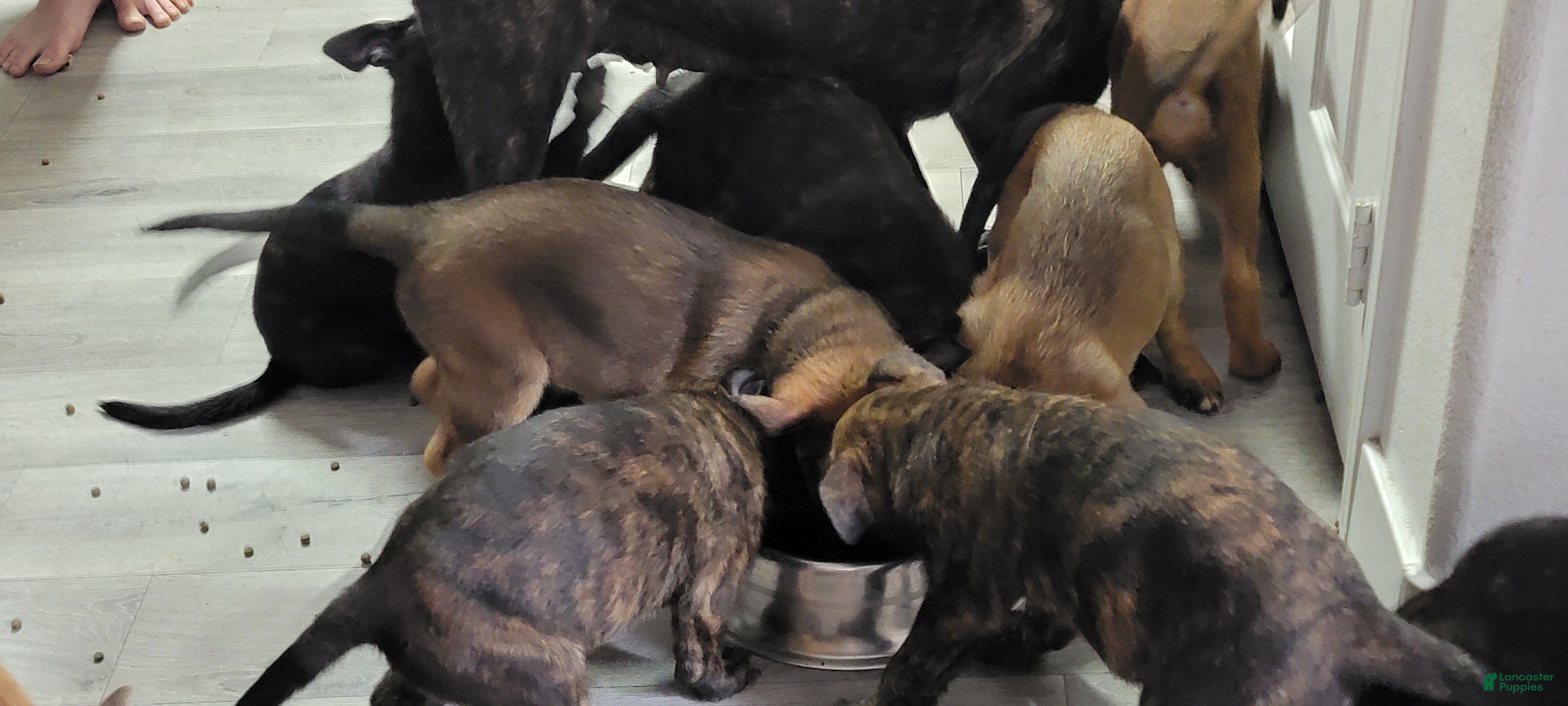 Mixed Breed dogs Mixed Breed Puppy 3 - Ad 27