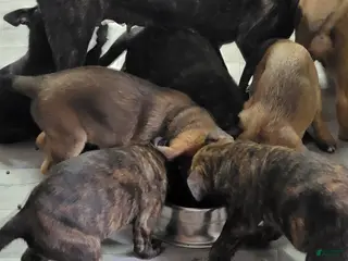 Mixed Breed dogs Mixed Breed Puppy 3 - Ad 27