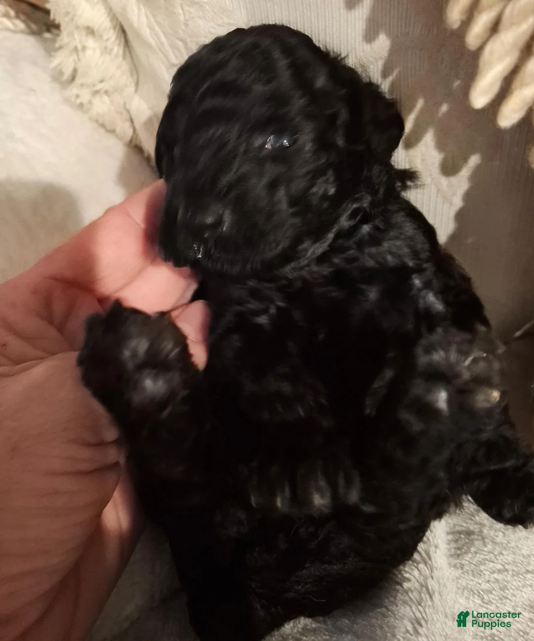Miniature Poodle dogs for sale: Coco - Ad 2