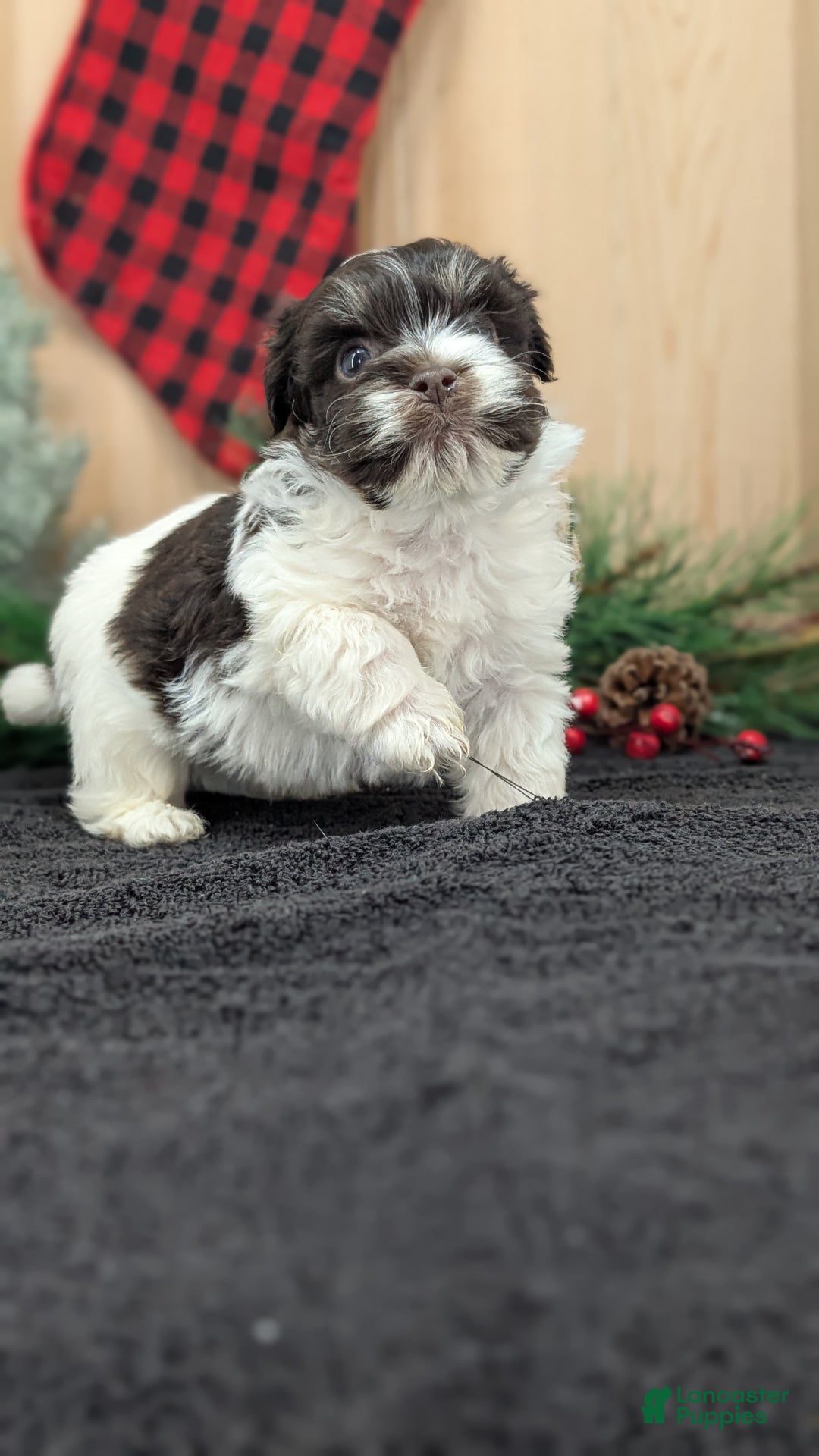 Havanese dogs for sale: Zorro - Ad 11