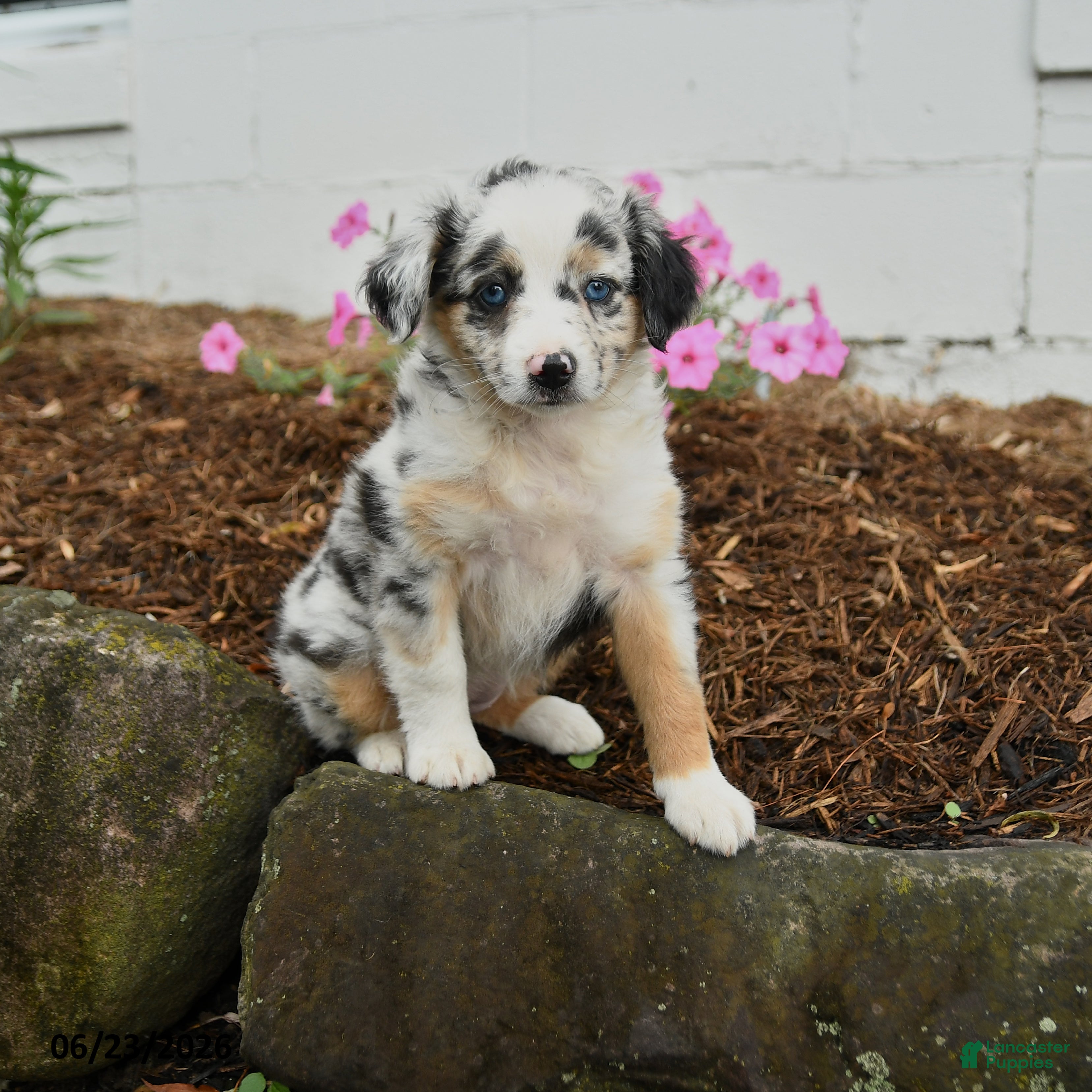 Miniature Australian Shepherd dogs Pansey - Ad 1
