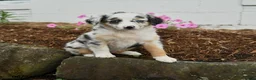 Miniature Australian Shepherd dogs for sale: Pansey - Ad 1