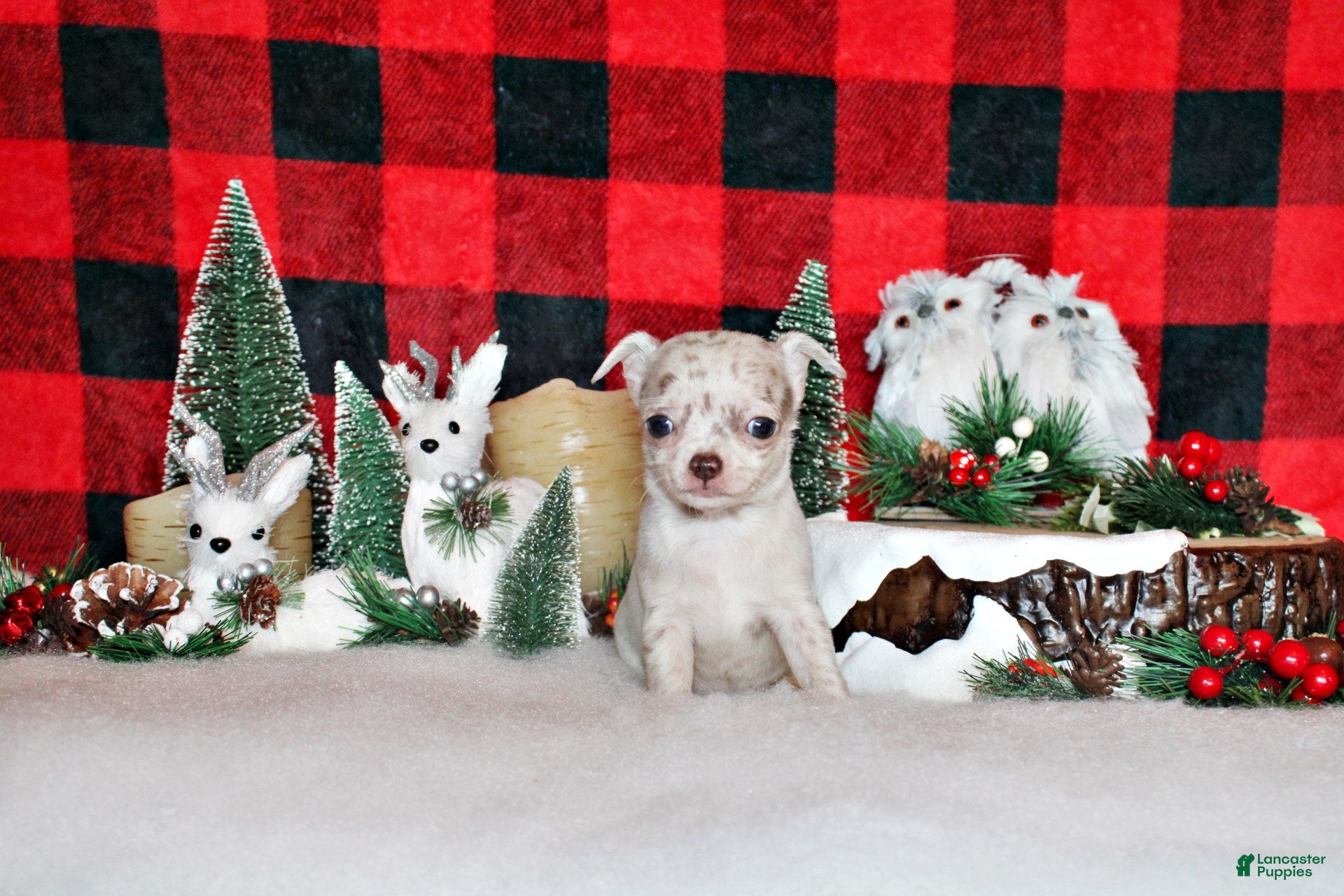 Chihuahua dogs Royal - Ad 10