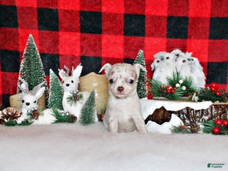 Chihuahua dogs Royal - Ad 9