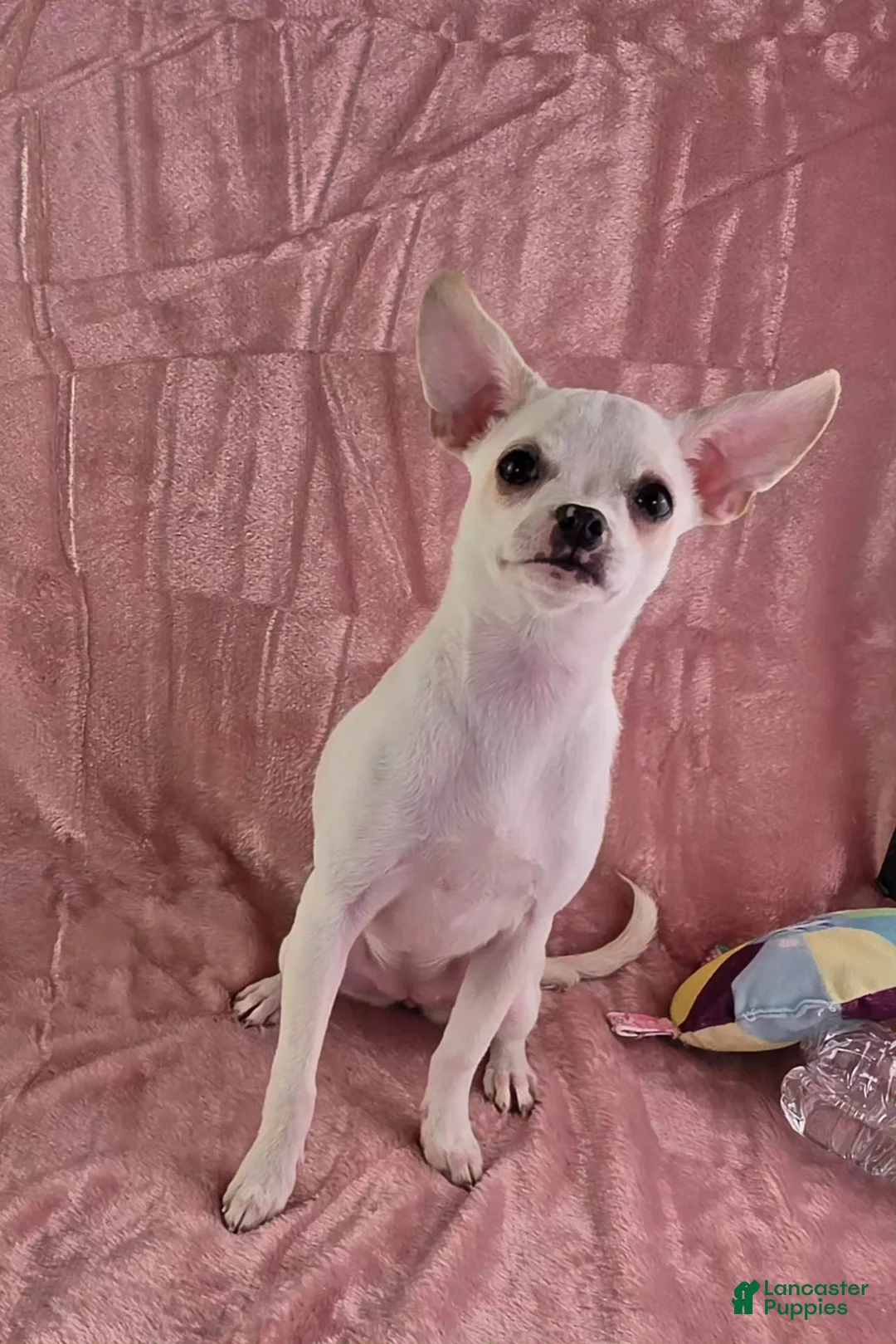 Chihuahua dogs for sale: Milly - Ad 1
