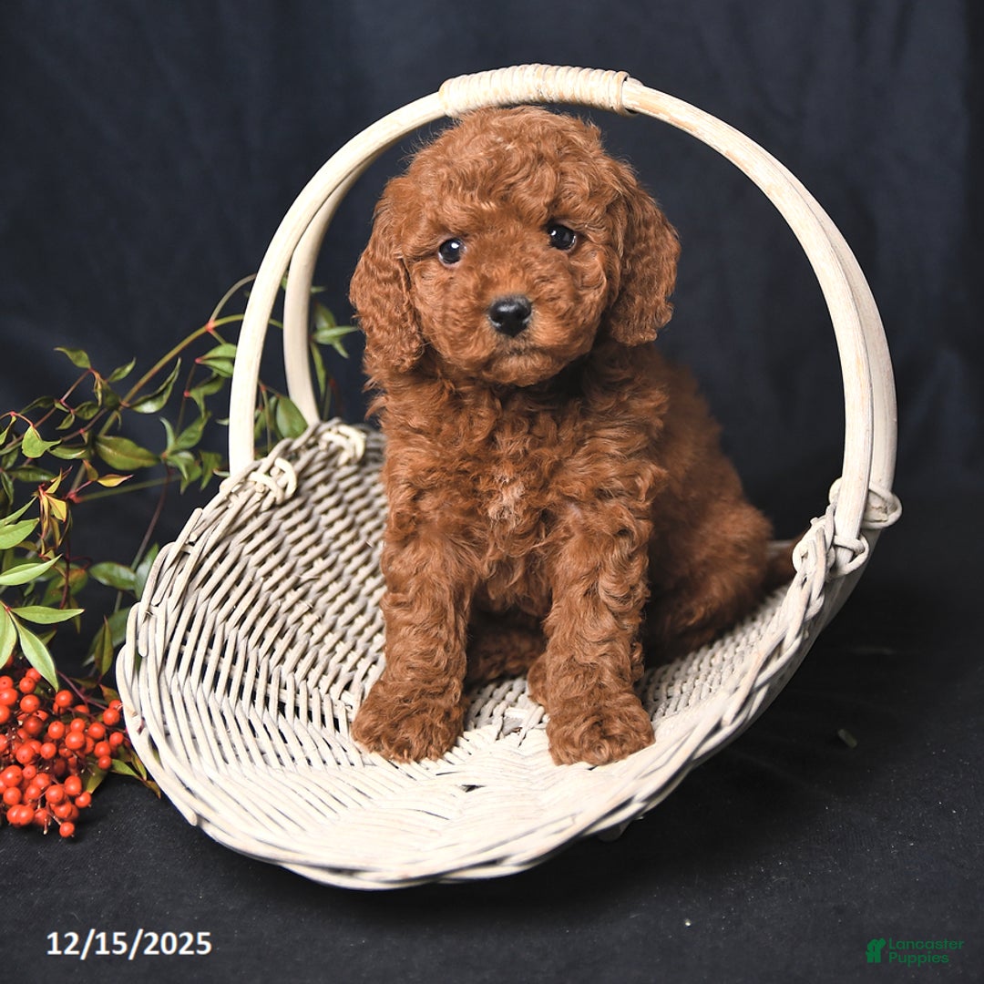 Miniature Poodle dogs for sale: India  - Ad 1