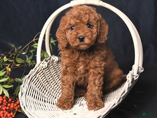 Miniature Poodle dogs India - Ad 10