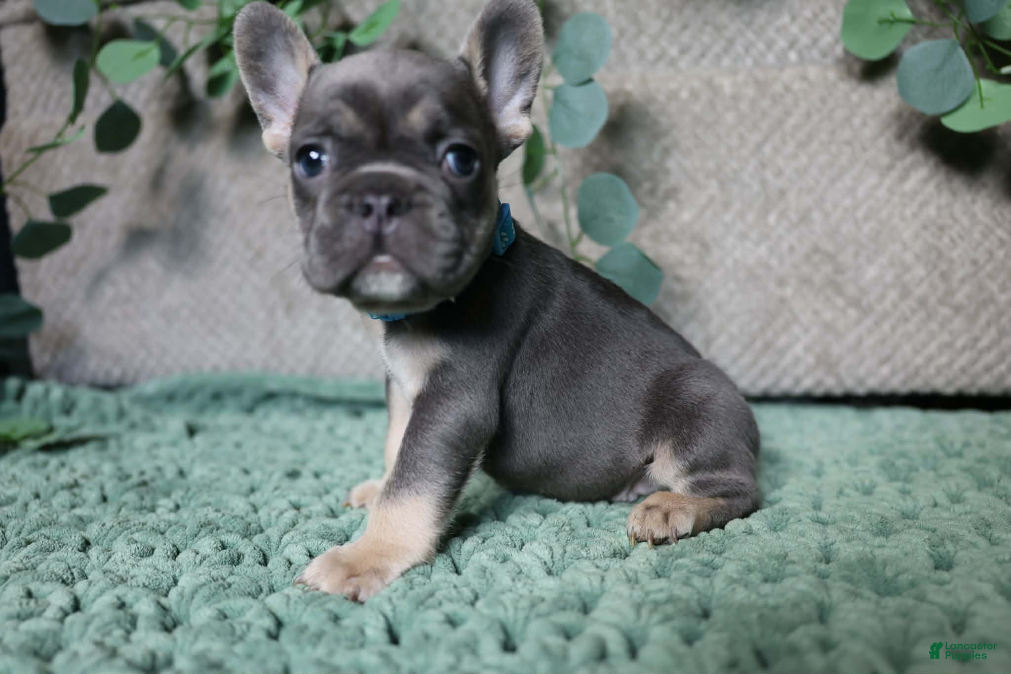 French Bulldog dogs Fredrick - Ad 27