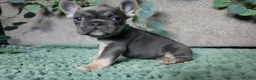 French Bulldog dogs for sale: Fredrick - Ad 1