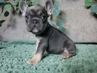 French Bulldog dogs Fredrick - Ad 27