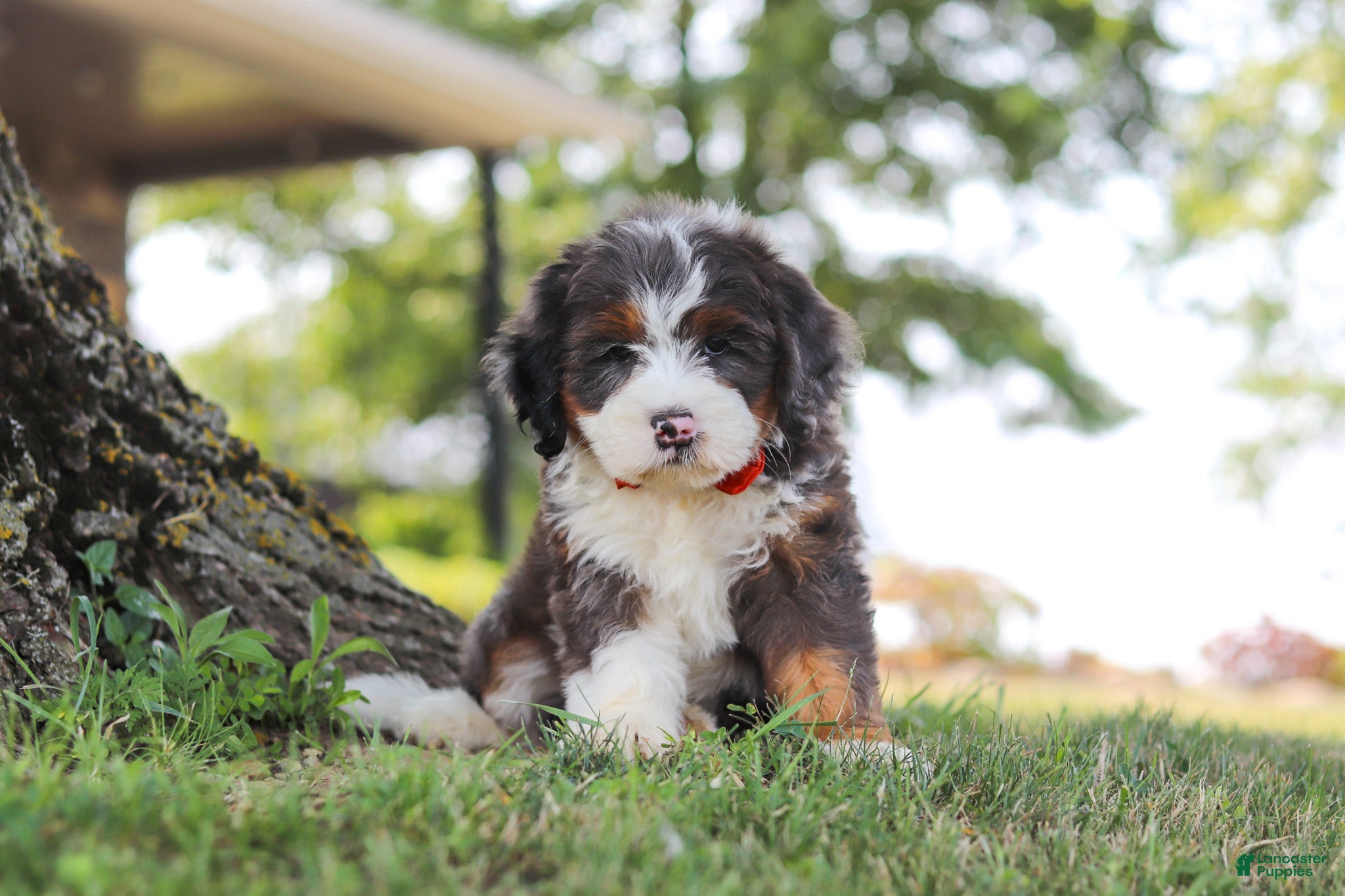 Mini Bernedoodle dogs Benson - Ad 1