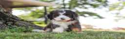Mini Bernedoodle dogs for sale: Benson - Ad 1