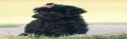 Mini Goldendoodle dogs for sale: Marnie - Ad 2