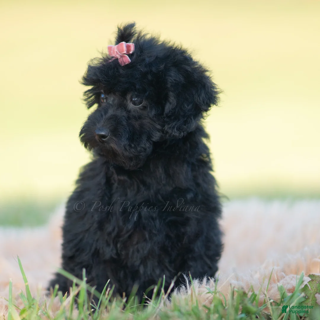 Mini Goldendoodle dogs for sale: Marnie - Ad 2
