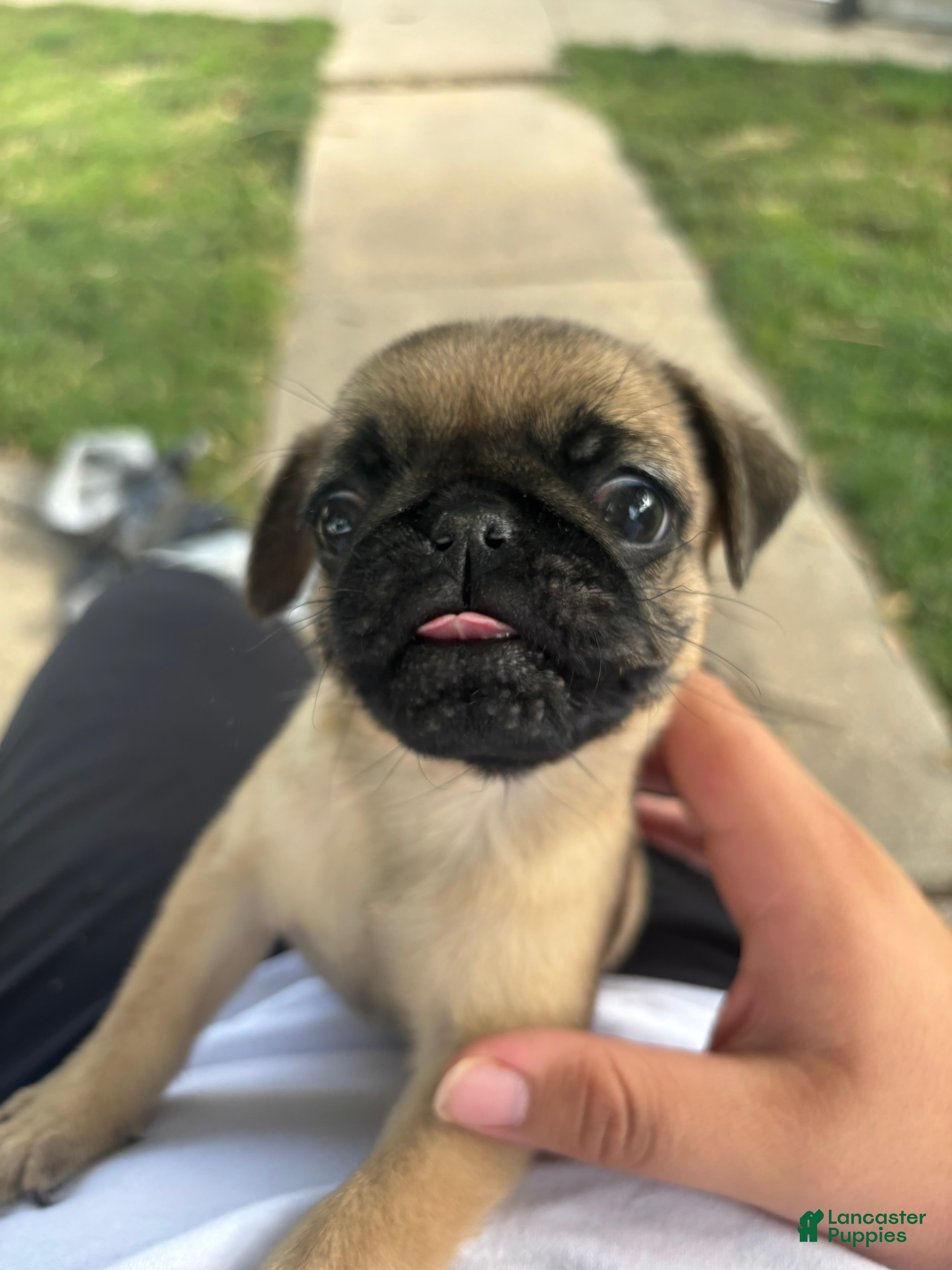 Pug dogs Pug 4 - Ad 3
