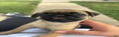 Pug 4