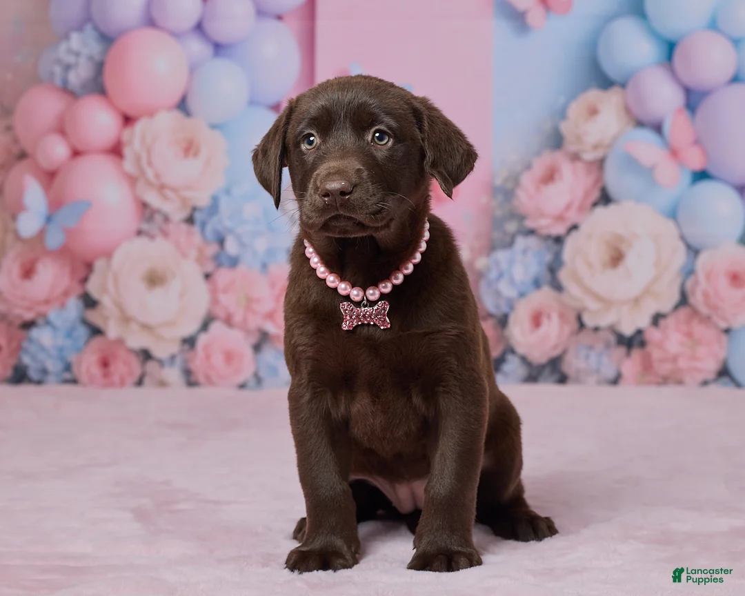 Labrador Retriever dogs for sale: Heather - Ad 1