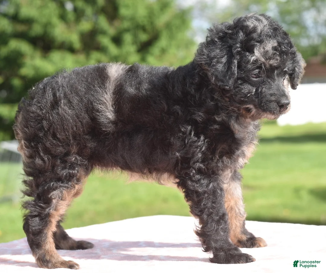 Toy Poodle dogs for sale: Bella Merle female puppy - Ad 2