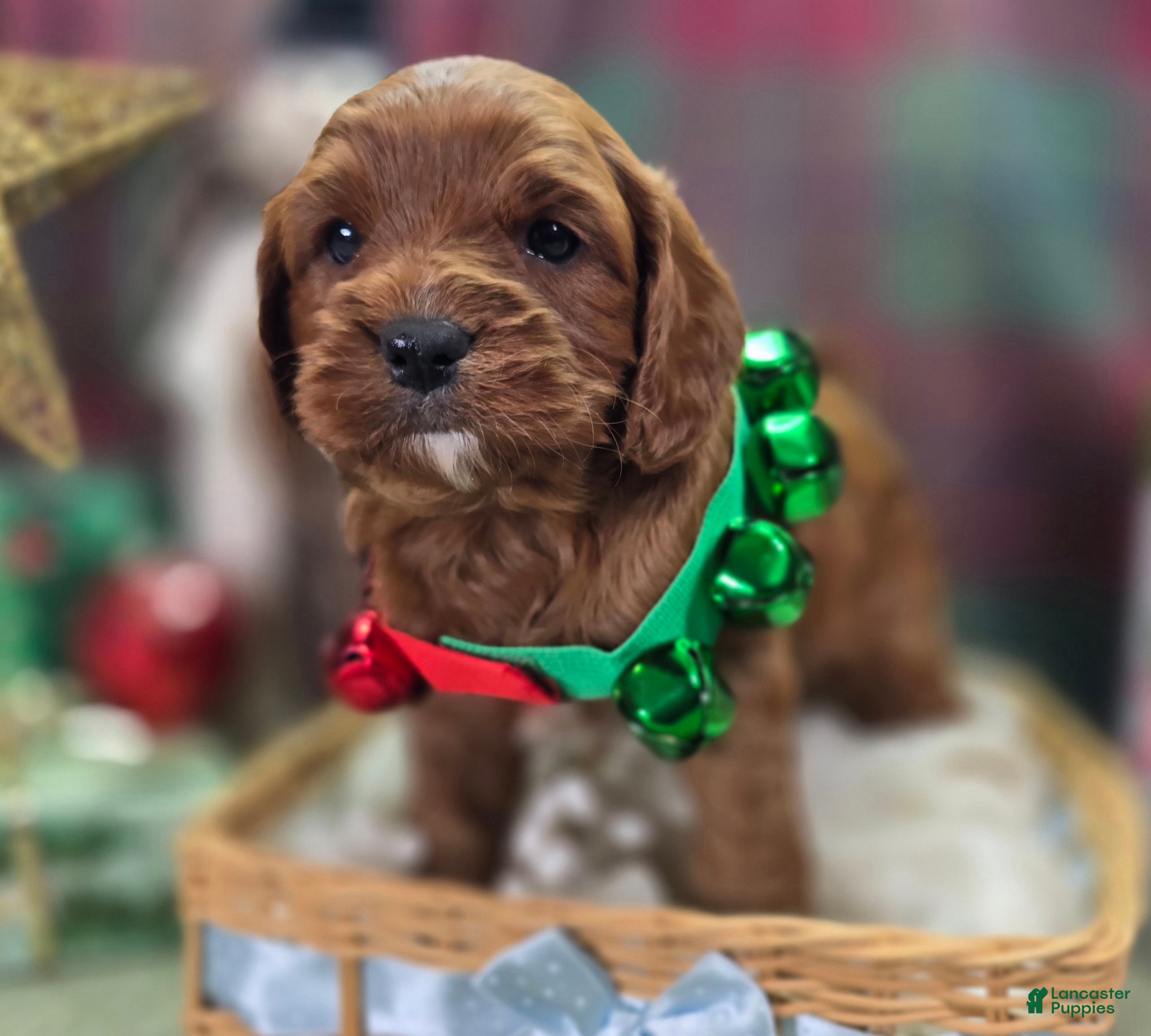 Cavapoo dogs Gravy - Ad 8