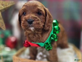 Cavapoo dogs Gravy - Ad 8