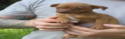 Chiweenie dogs for sale: Foxy - Ad 2