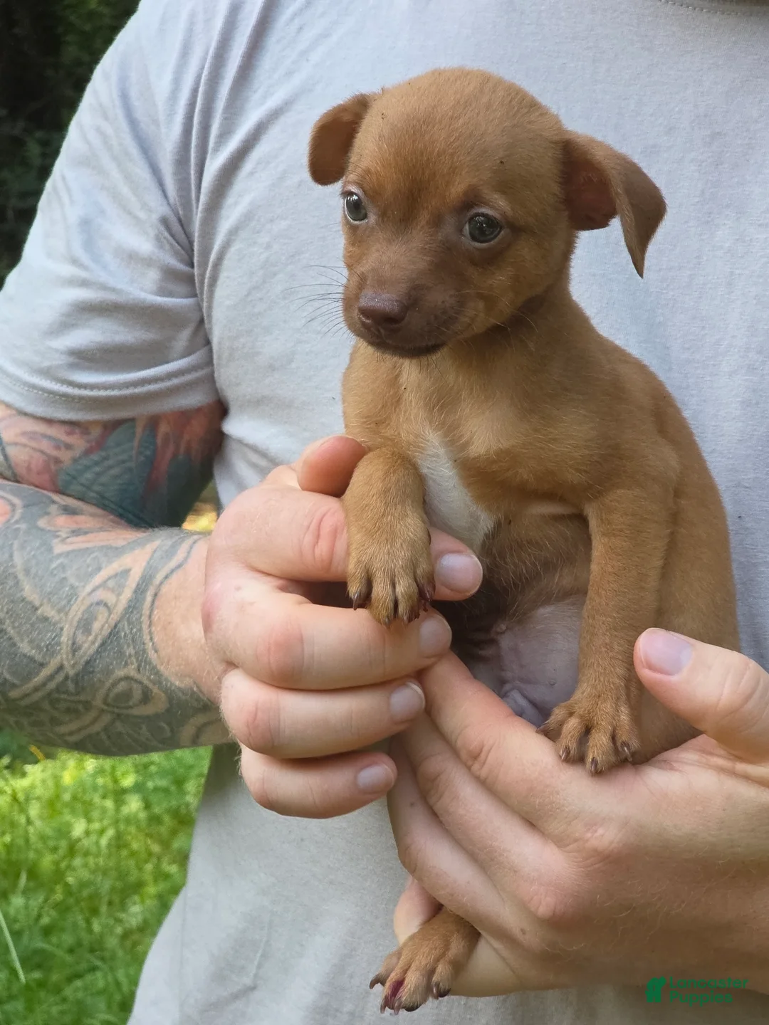 Chiweenie dogs for sale: Foxy - Ad 2