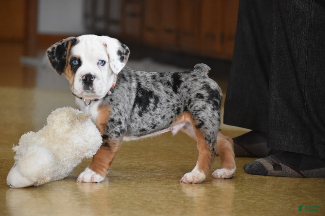 Mixed Breed dogs for sale: Cobalt - Ad 5