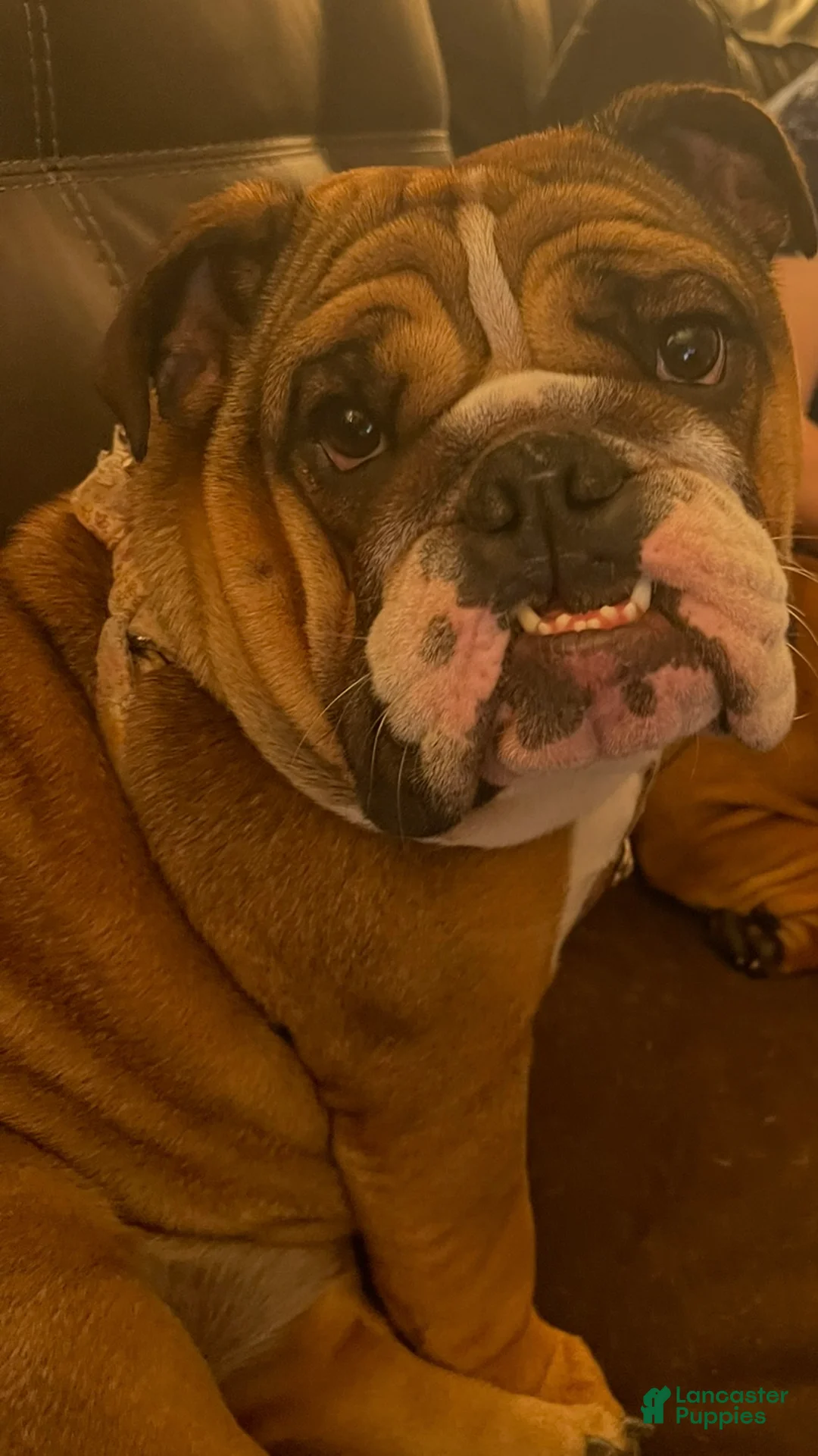 English Bulldog dogs for sale: English Bulldog Puppy 1 - Ad 11