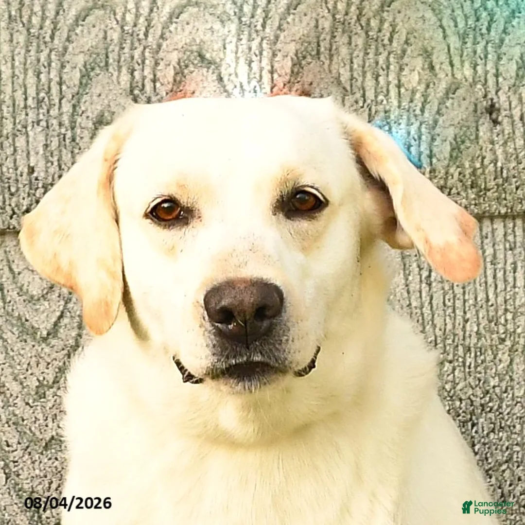 Labrador Retriever dogs for sale: Lyla - Ad 3
